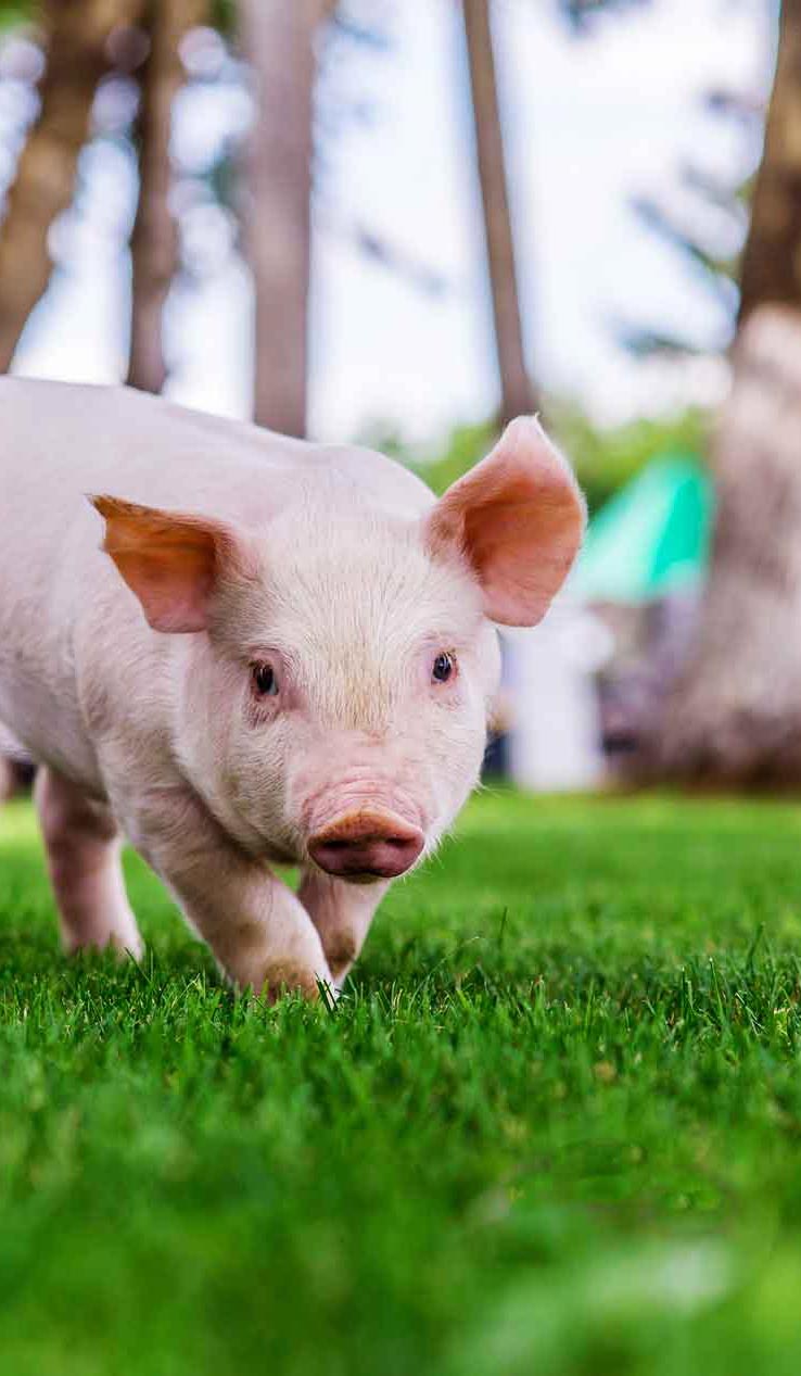 Pig walking on grass